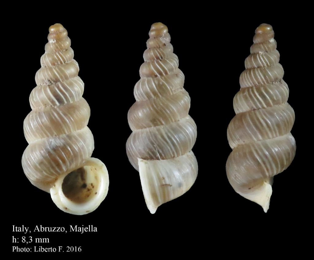 Cochlostoma - Abruzzo, Majella
